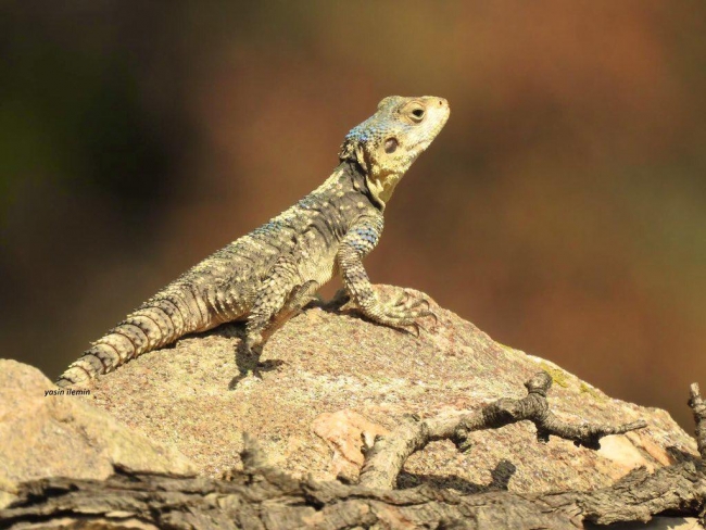 Fotoğraf: Yasin İlemin